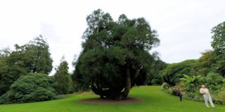 Trelissick Garden
